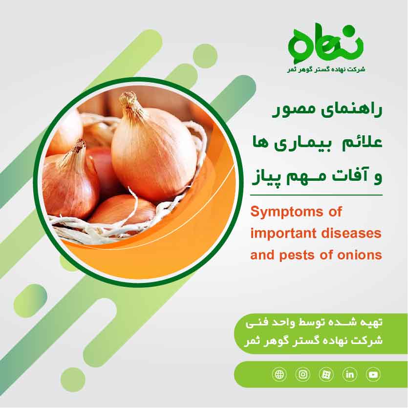 Symptoms of important disease and pests of onion